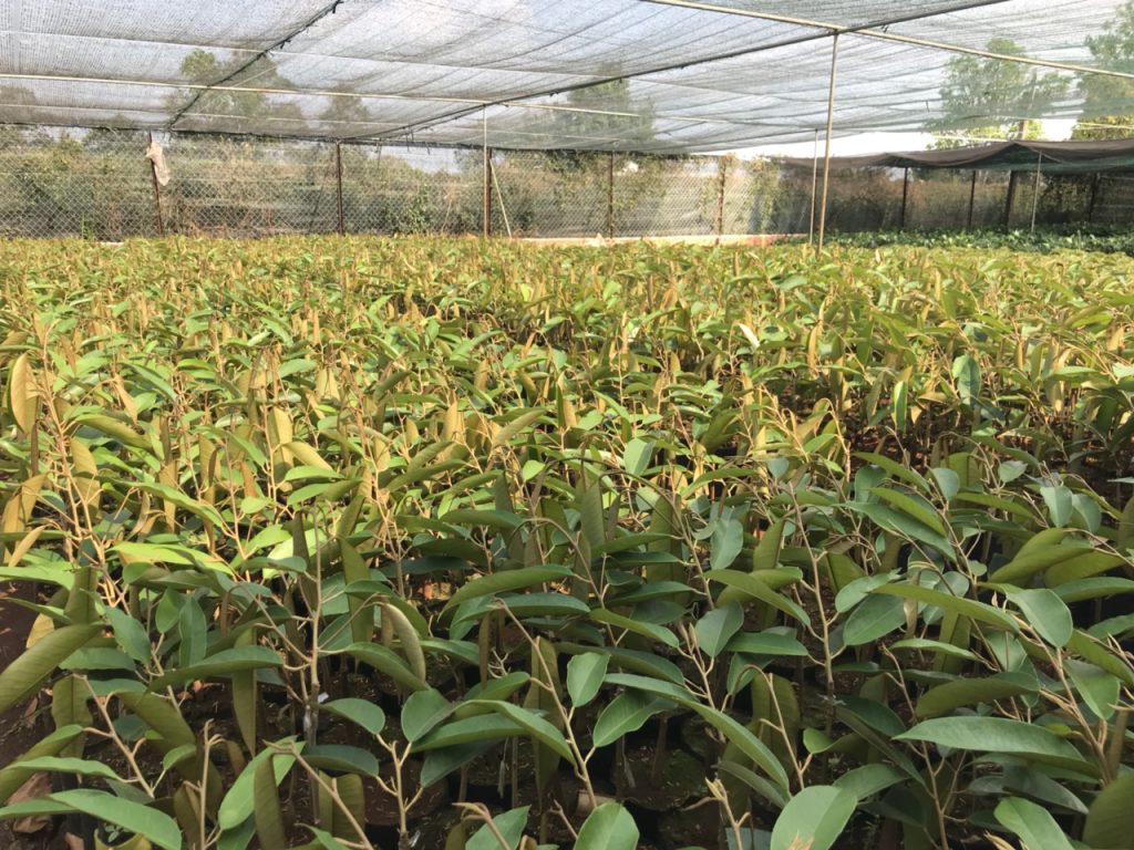 Cây Giống Sầu Riêng Giá Sỉ