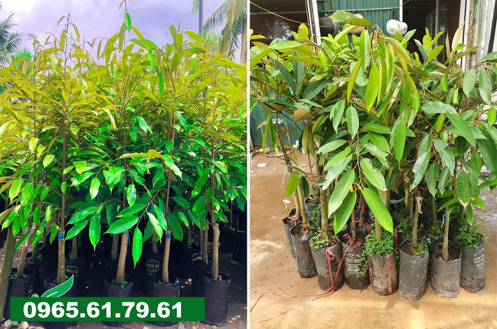 Cây Giống Sầu Riêng Giá Sỉ